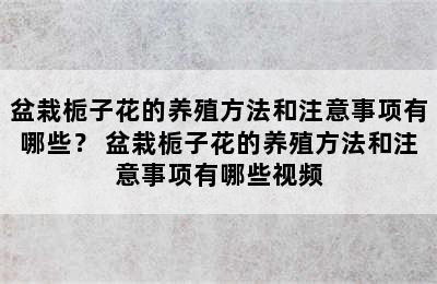 盆栽栀子花的养殖方法和注意事项有哪些？ 盆栽栀子花的养殖方法和注意事项有哪些视频